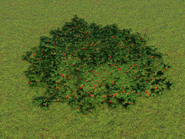 Bearberry Bush 02