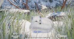 Arctic Fox, Planet Zoo Wiki