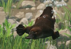 platypus です Articulated Duck-Billed Platypus Skeleton - Bone Clones