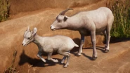 IsabellineSheepFemale.png (912 KB) Isabelline Bighorn Sheep Ewe