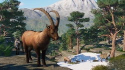 Alpine Ibex | Planet Zoo Wiki | Fandom