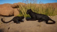 MelanisticAfricanLeopard.png (1.04 MB) Melanistic African Leopard