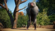 Announcement reveal of the Hamadryas Baboon
