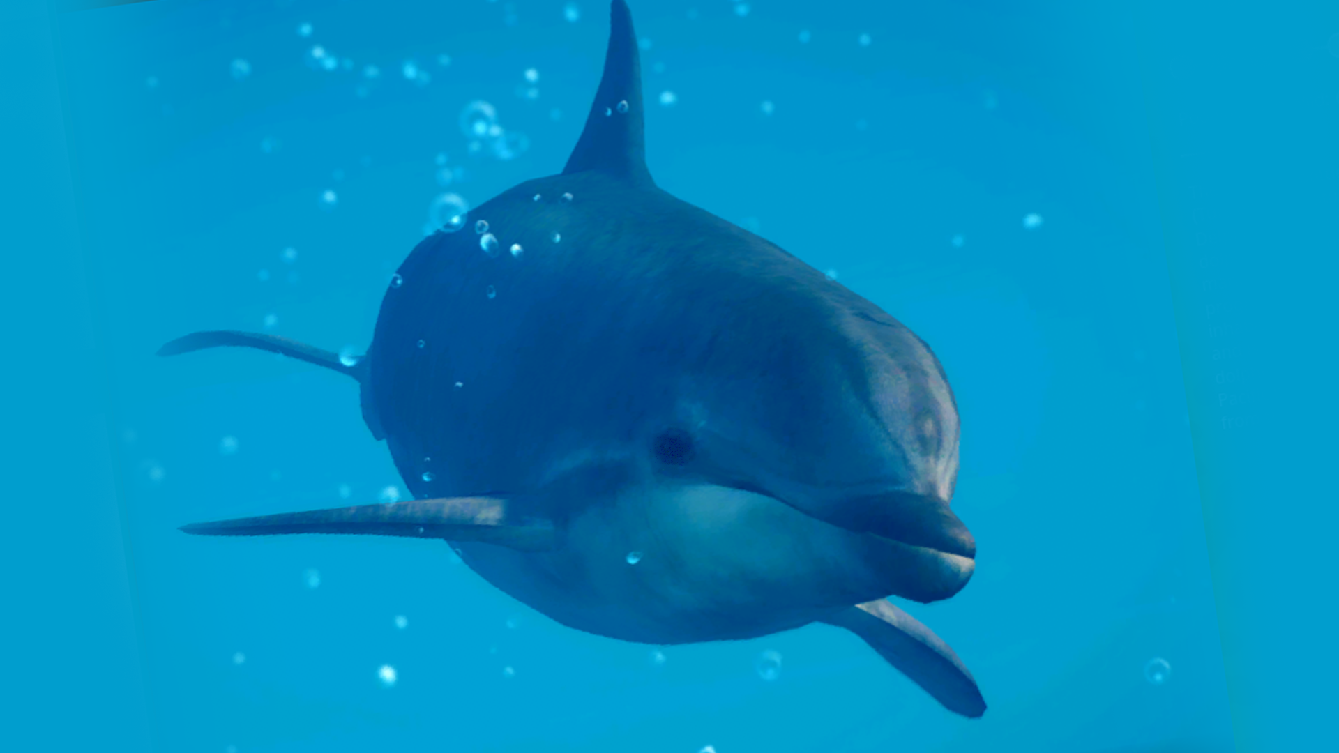 Common Bottlenose Dolphin - Georgia Aquarium