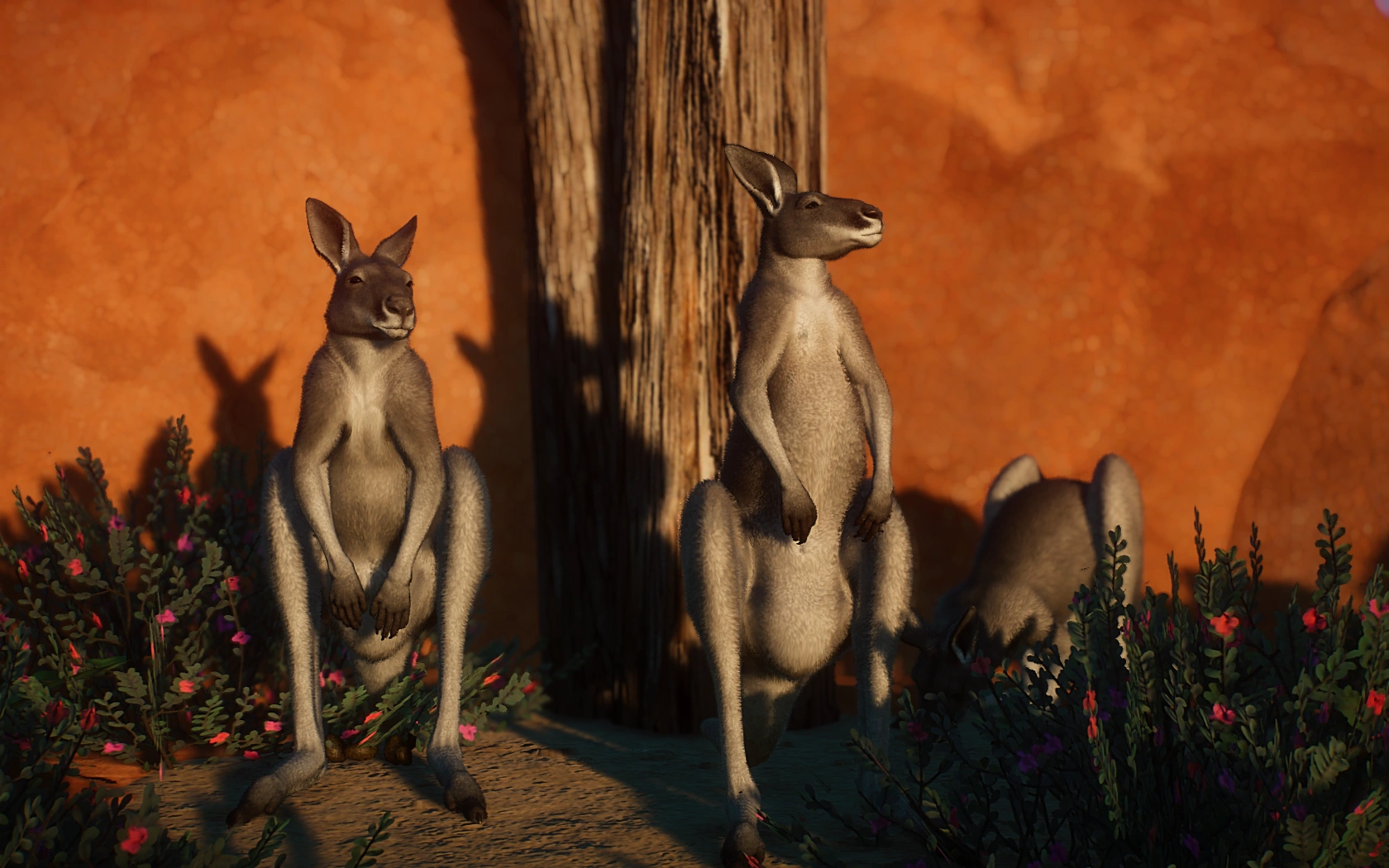 Kangaroo ジャンプキュー The Outback Kangaroo Farm In Washington Is A Must-See Attraction