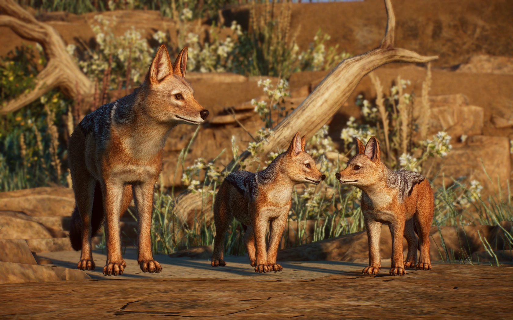 Black-Backed Jackal (bubblywums, Haruka Ichinose