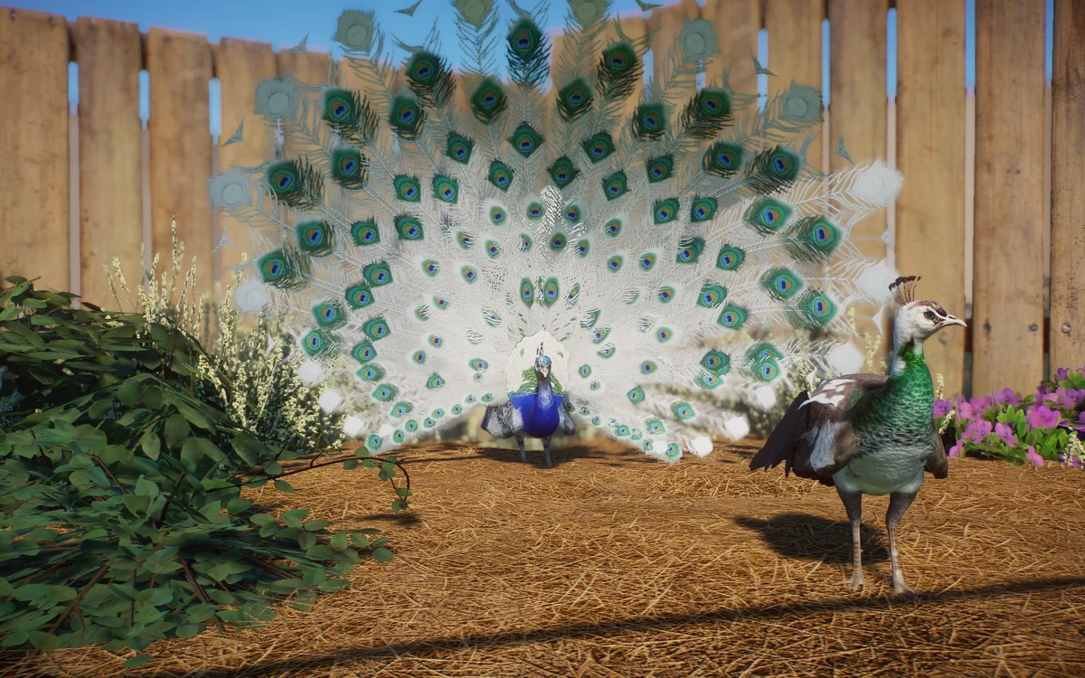 Pied Indian Blue Peafowl (LeafProductions, Zoo Blogger