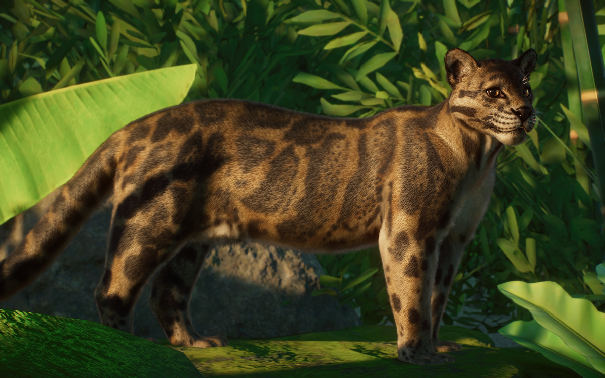 Bornean Clouded Leopard (LeafProductions) | Planet Zoo Modding Library