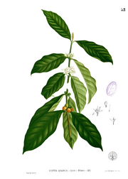 Coffea arabica Blanco1