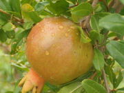 Pomegranate waterdrops2.jpg