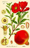 Illustration Punica granatum2