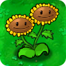 Twin Sunflower2