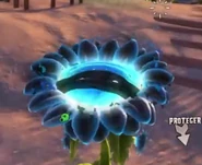 Tournesol Noir qui recharge