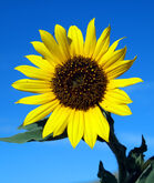 Vrai Tournesol