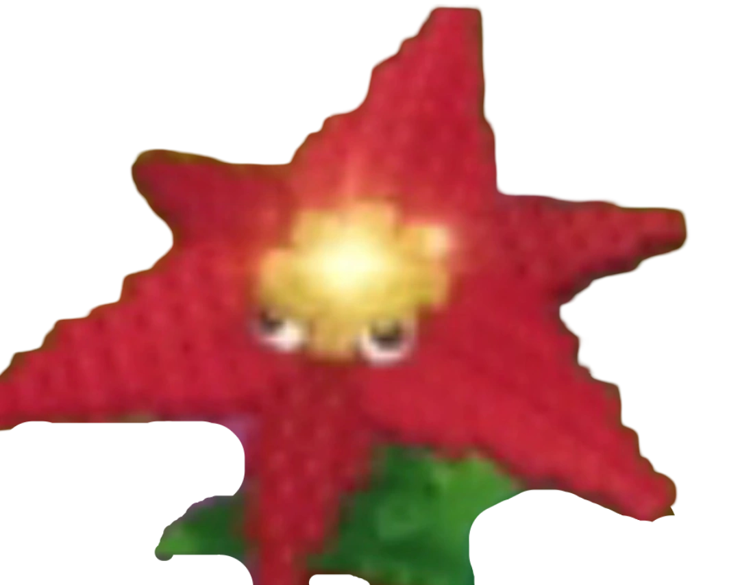 Fiore di Poinsettia
