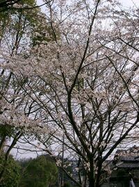 Prunus x yedoensis2