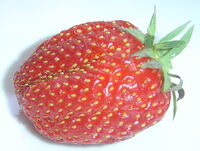 Strawberry gariguette DSC03063