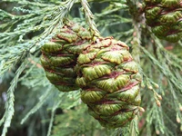 Unripe cones in Portland, Oregon