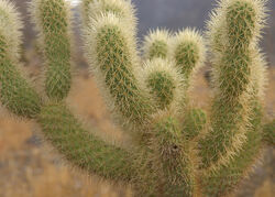 Cylindropuntia fulgida - Wikipedia