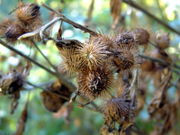 Velcro Seeds Plant 