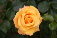 Rosa 'Amber Flush'