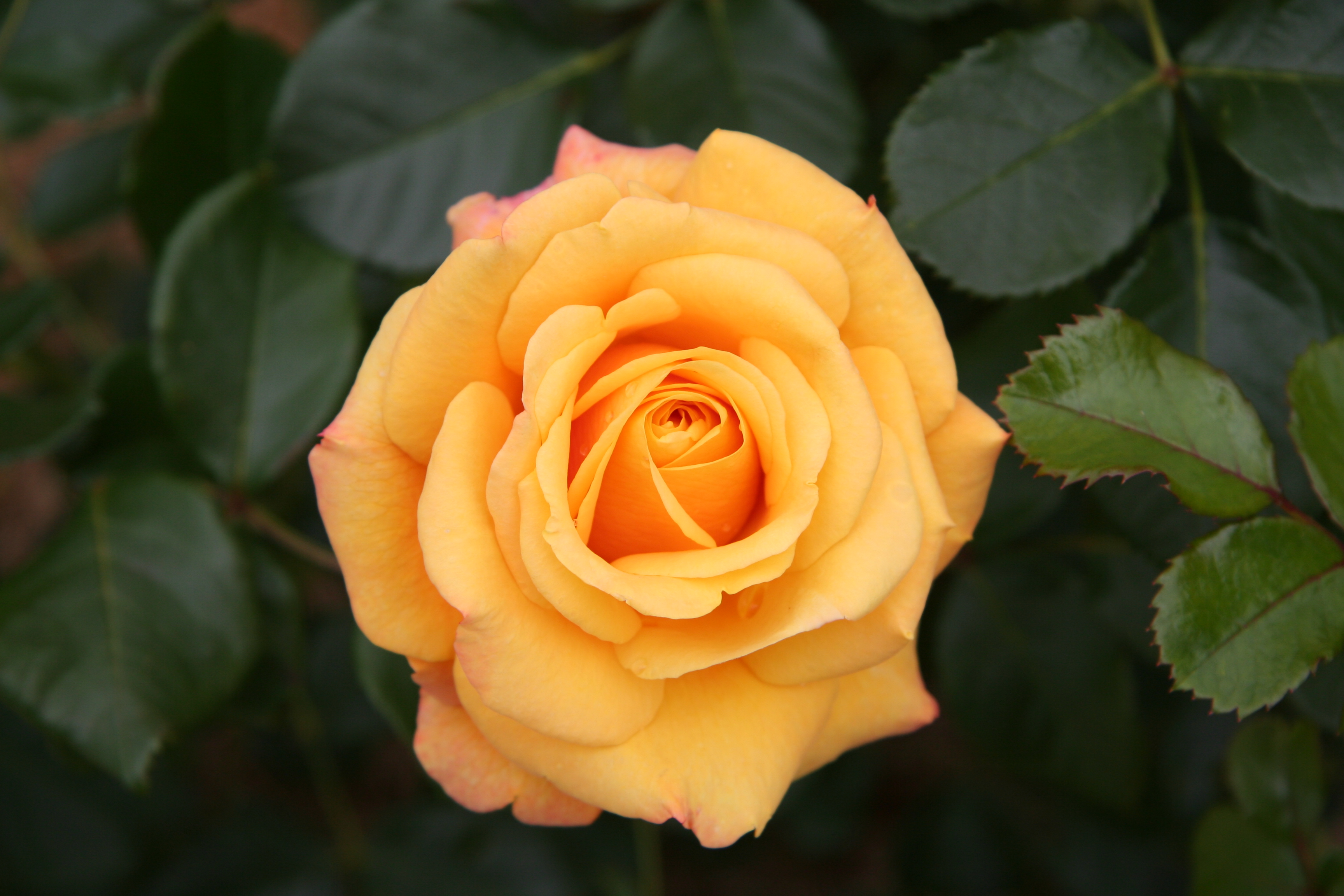 Rose - Wikipedia