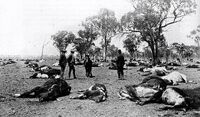 Cattle poison