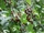 Prunus avium