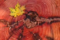 Freshly cut Sequoiadendron stump