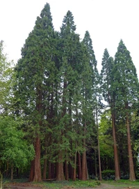 Sequoiadendron giganteum in Germany