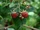 Rubus idaeus