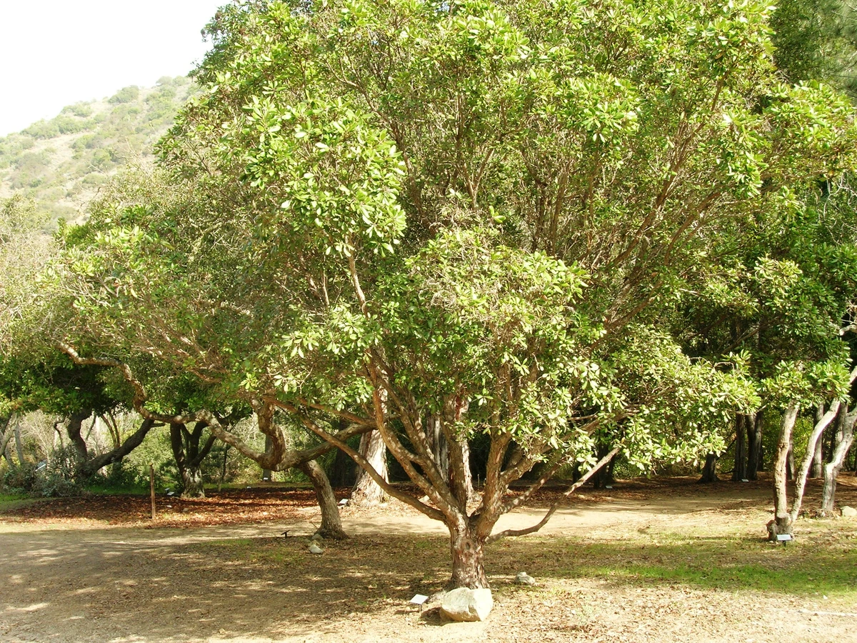 Wrigley Botanical Gardens Plants Wiki Fandom