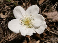 Rubus cha male