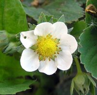 Fragaria ois