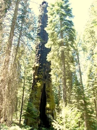 The Muir Snag, thought to be over 3500 years old