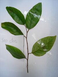 Leaves of Hopea odorata