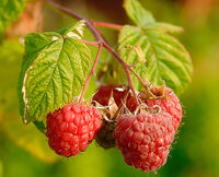 Raspberries (Rubus Idaeus)