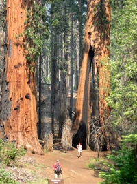 Clothespin shaped Sequoiadendron