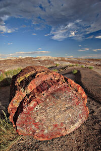 Petrified forest log 1 md