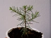 Sequoiadendron at 9 months old