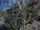Cylindropuntia leptocaulis