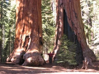Two giant sequoias. The one on the right has a fire scar.