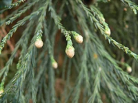 Unopened pollen cones of a male in Portland, Oregon