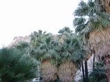 Washingtonia filifera