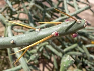 Spines and flowers