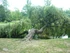 Włocławek-broken tree after flood