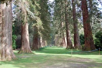 Trees in Benmore Botanical Garden