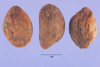 Eriobotrya japonica nsh