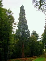 Tree in New Forest, UK, standing at 51