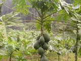 Carica papaya